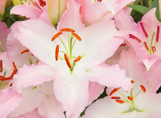 百合病害防治 百合病害防治