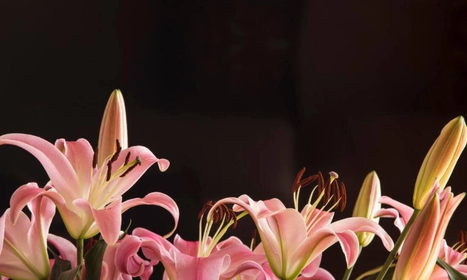 百合葉斑病 百合葉斑病