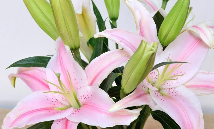 百合病害防治 百合病害防治