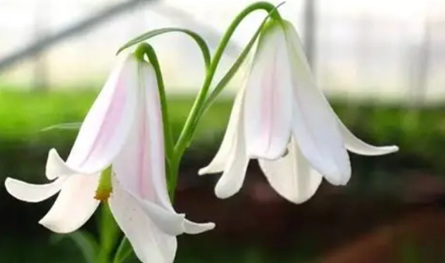 百合黑點病 百合黑點病