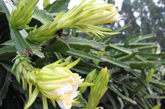 霸王花食用方法