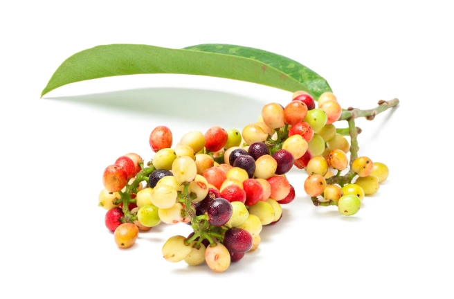 馬告用法 馬告用法