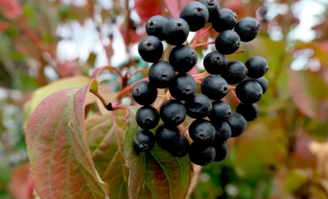 接骨木莓功效 接骨木莓功效