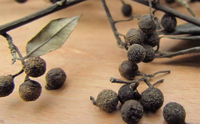 台灣山胡椒 台灣山胡椒