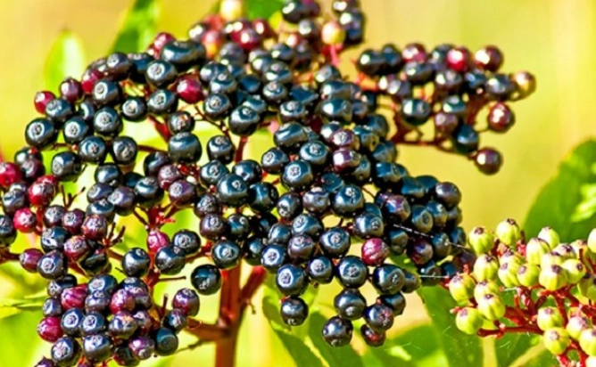 接骨木莓功效 接骨木莓功效