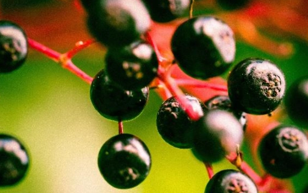 接骨木莓推薦 接骨木莓推薦