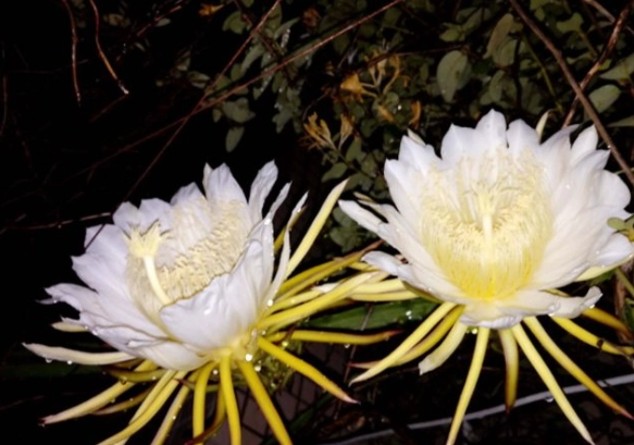 霸王花 曇花 區別 霸王花 曇花 區別