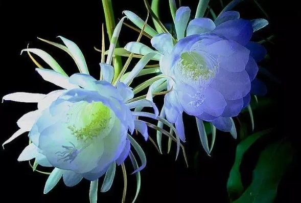 曇花開花時間 曇花開花時間