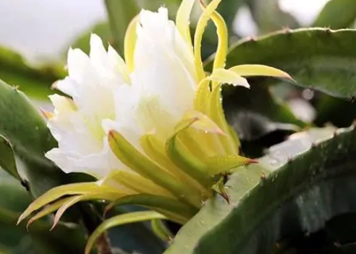 霸王花功效 霸王花功效