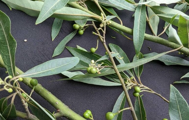 馬告料理 馬告料理