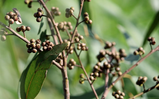 山胡椒禁忌 山胡椒禁忌
