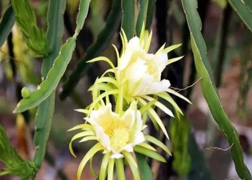 霸王花與昙花區別 霸王花與昙花區別
