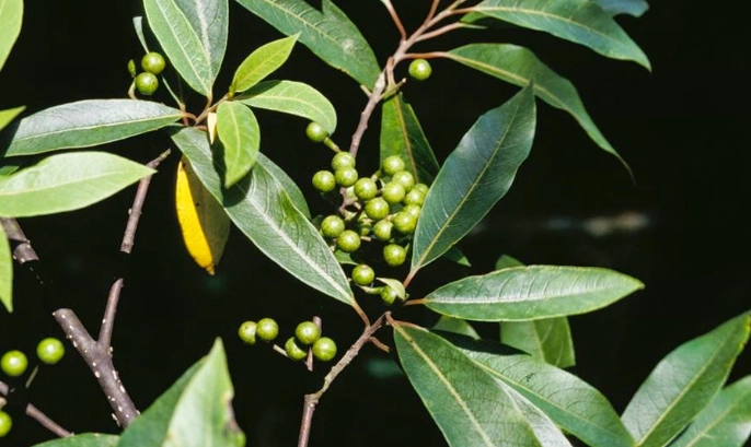 馬告料理 馬告料理