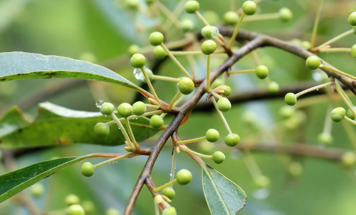 台灣山胡椒 台灣山胡椒