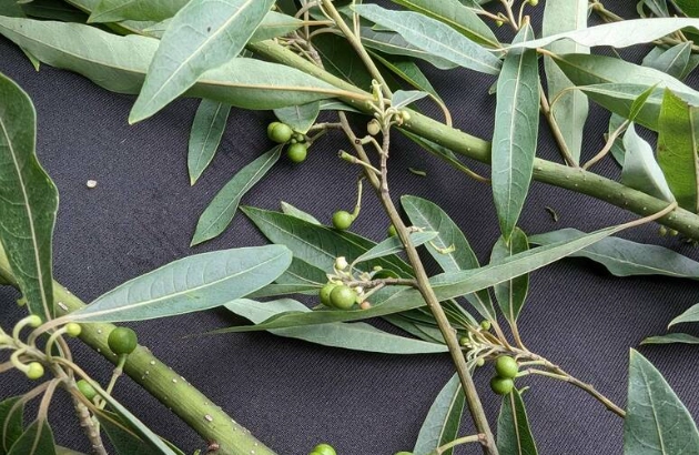 山胡椒过敏 山胡椒过敏