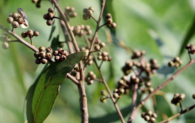 馬告功效 馬告功效
