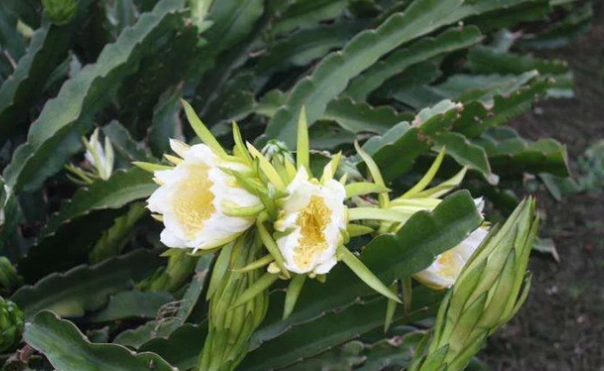 霸王花料理 霸王花料理