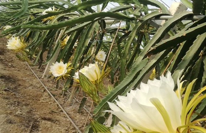 霸王花與昙花區別 霸王花與昙花區別