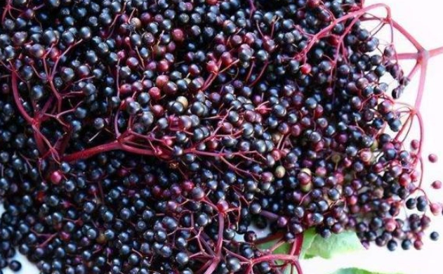 接骨木莓副作用 接骨木莓副作用