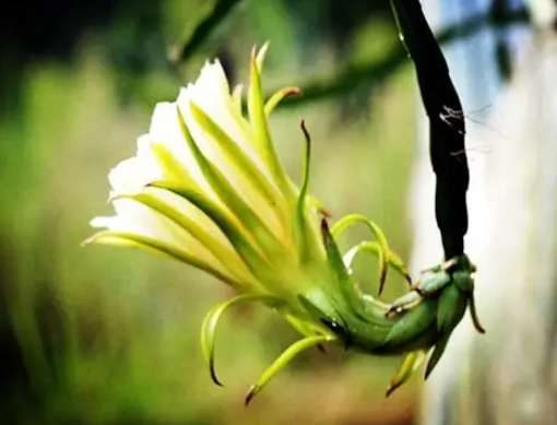 曇花開花時間 曇花開花時間
