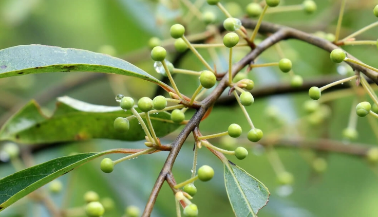天然壯陽植物 天然壯陽植物