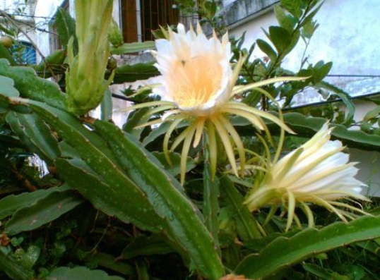 霸王花功效 霸王花功效