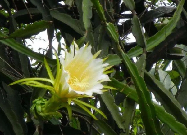 火龍果花怎麼煮 火龍果花怎麼煮