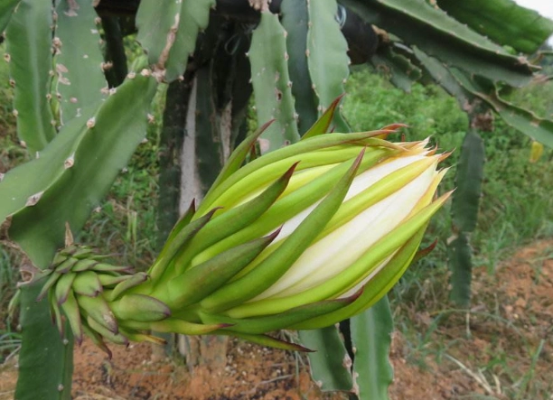 霸王花料理 霸王花料理