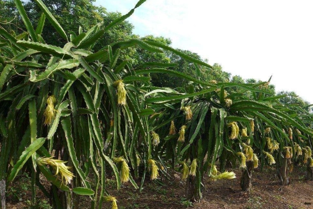 霸王花食譜 霸王花食譜