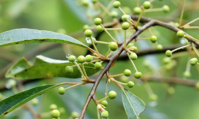馬告使用禁忌 馬告使用禁忌