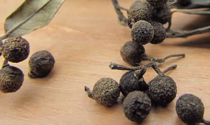 馬告使用禁忌 馬告使用禁忌