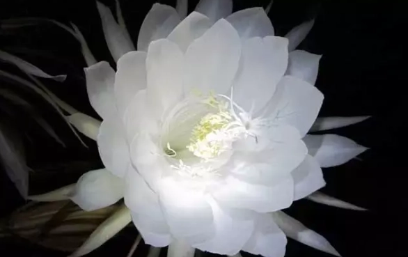 霸王花 曇花 區別 霸王花 曇花 區別