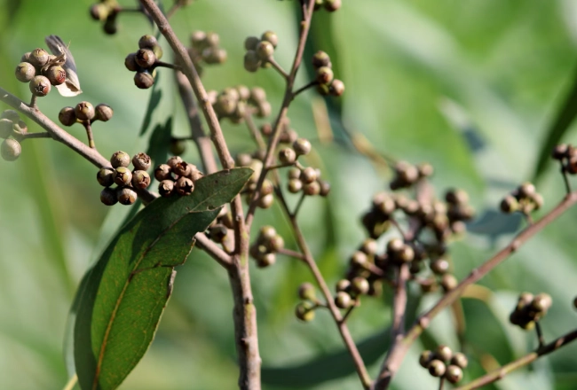 馬告料理 馬告料理