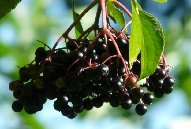 接骨木莓推薦 接骨木莓推薦