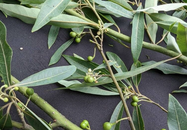 馬告功效 馬告功效