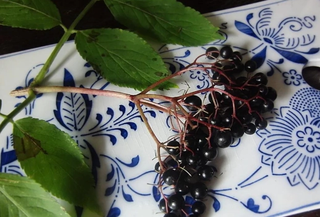 接骨木莓副作用 接骨木莓副作用