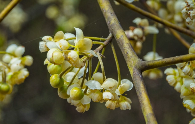 馬告功效 馬告功效