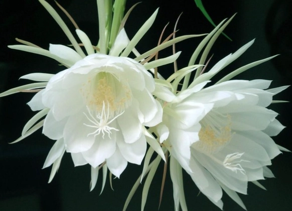 霸王花 曇花 區別 霸王花 曇花 區別