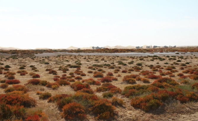 如何挑選阿拉善行程