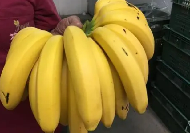 香蕉脂肪含量 香蕉脂肪含量