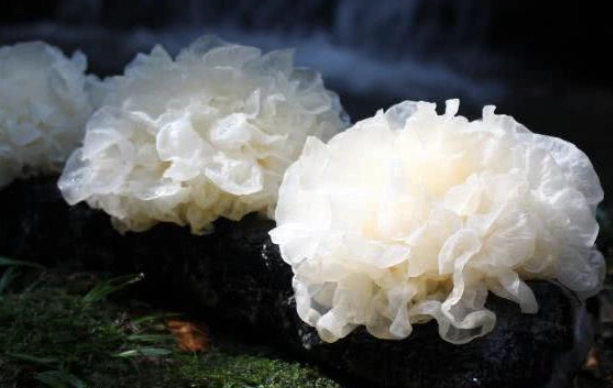 雪耳食用禁忌 雪耳食用禁忌