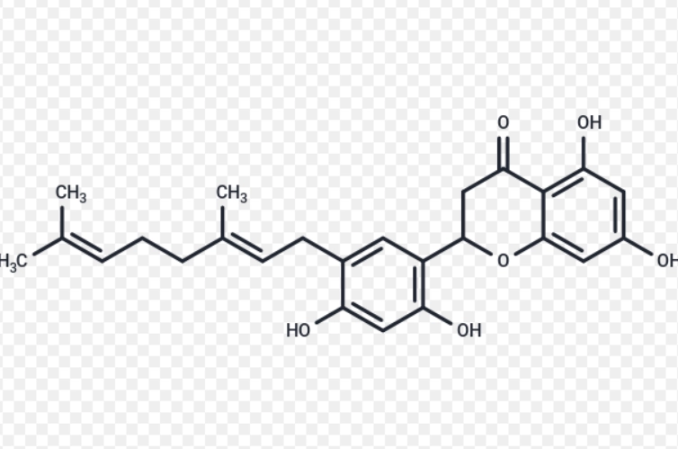 桑樹提取物副作用 桑樹提取物副作用