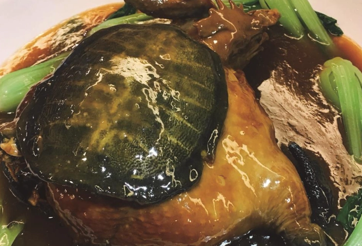 雞仔豬肚鱉中藥