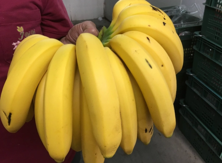 一根香蕉蛋白質