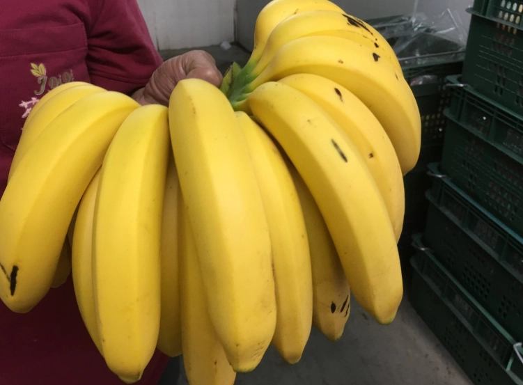 香蕉熱量 糖分比较