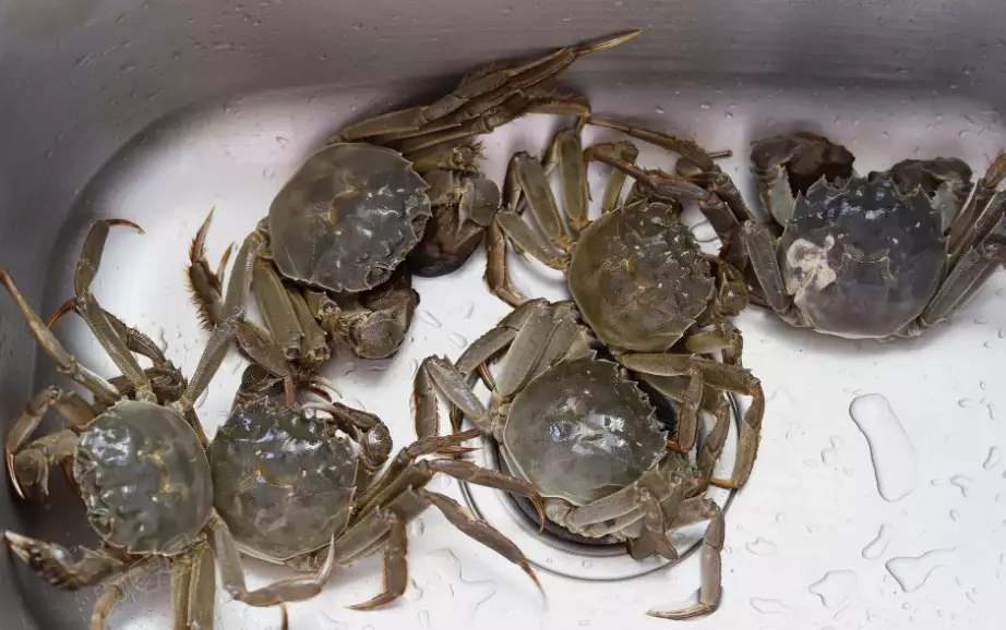 活的大閘蟹怎麼處理