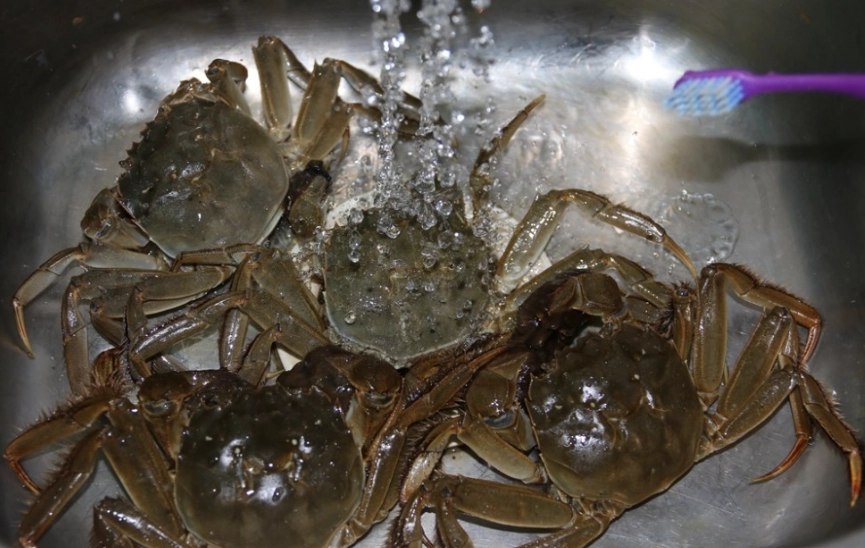 活大閘蟹清洗
