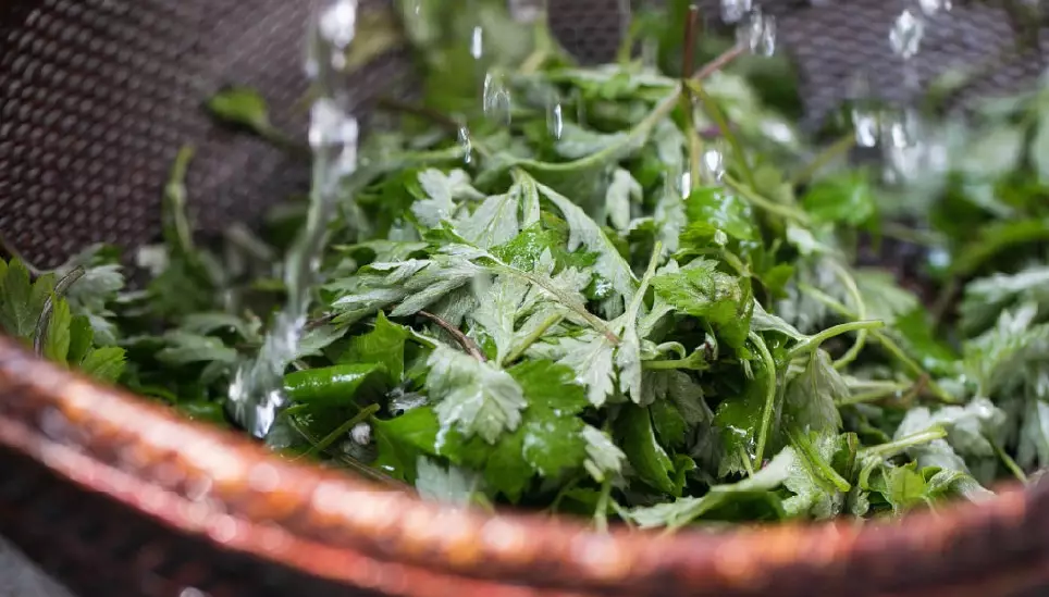 端午節家庭活動