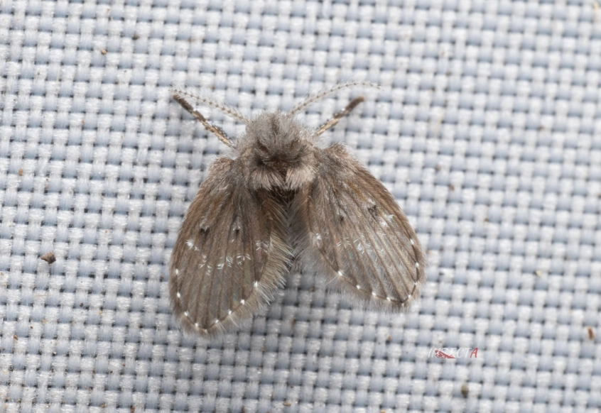 浴室小飛蟲消滅