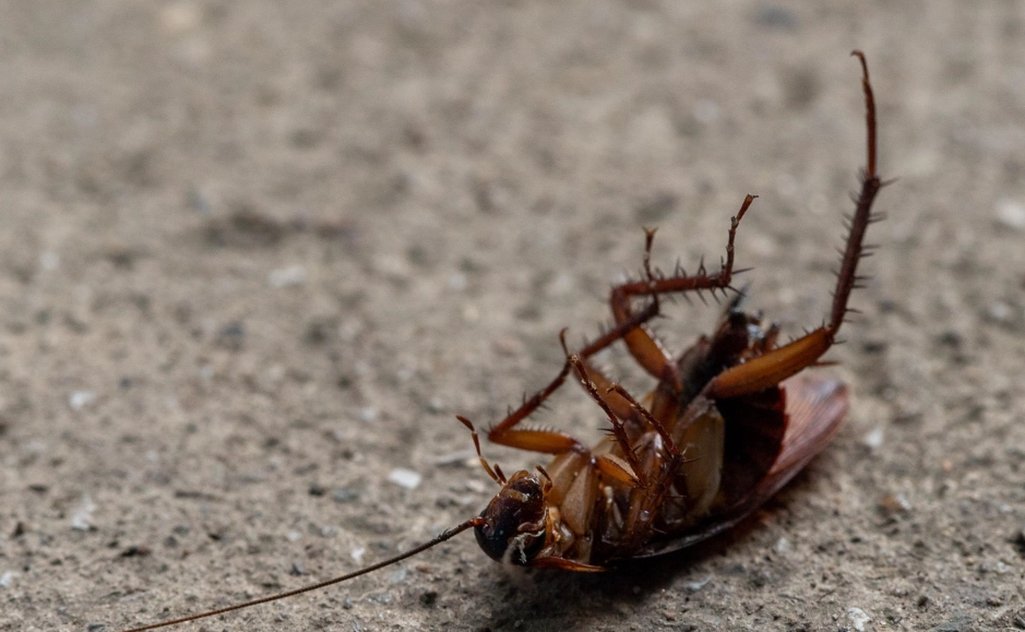 天然除蟑螂方法